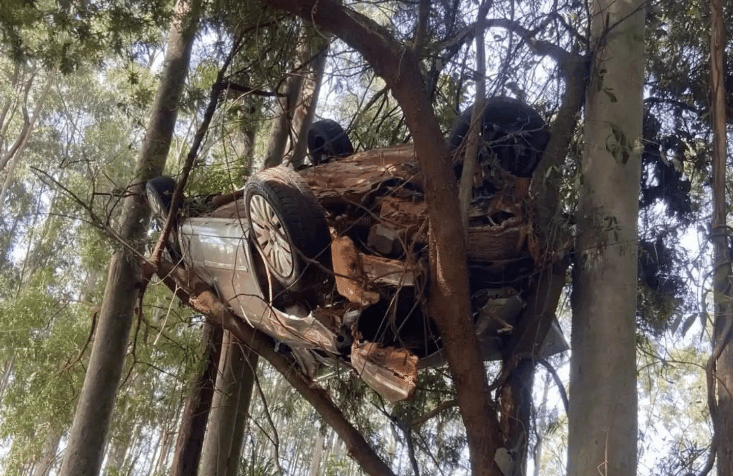 Carro fica pendurado em árvore após saída de pista no Paraná