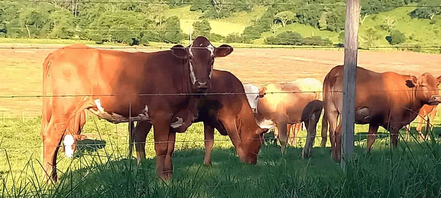 Declaração de Rebanho e atualização cadastral iniciam nesta quarta-feira