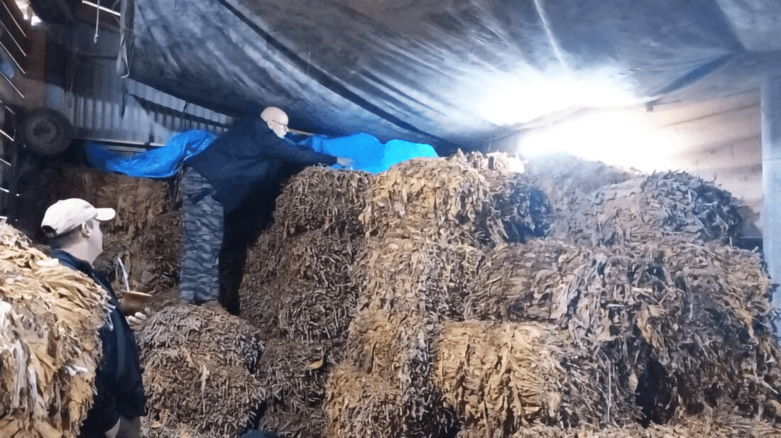 Operação Pica Fumo combate furto de tabaco no interior do RS