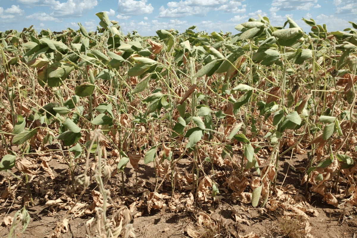 Municípios do RS já decretam emergência após estiagem comprometer safra de soja 2025/2026