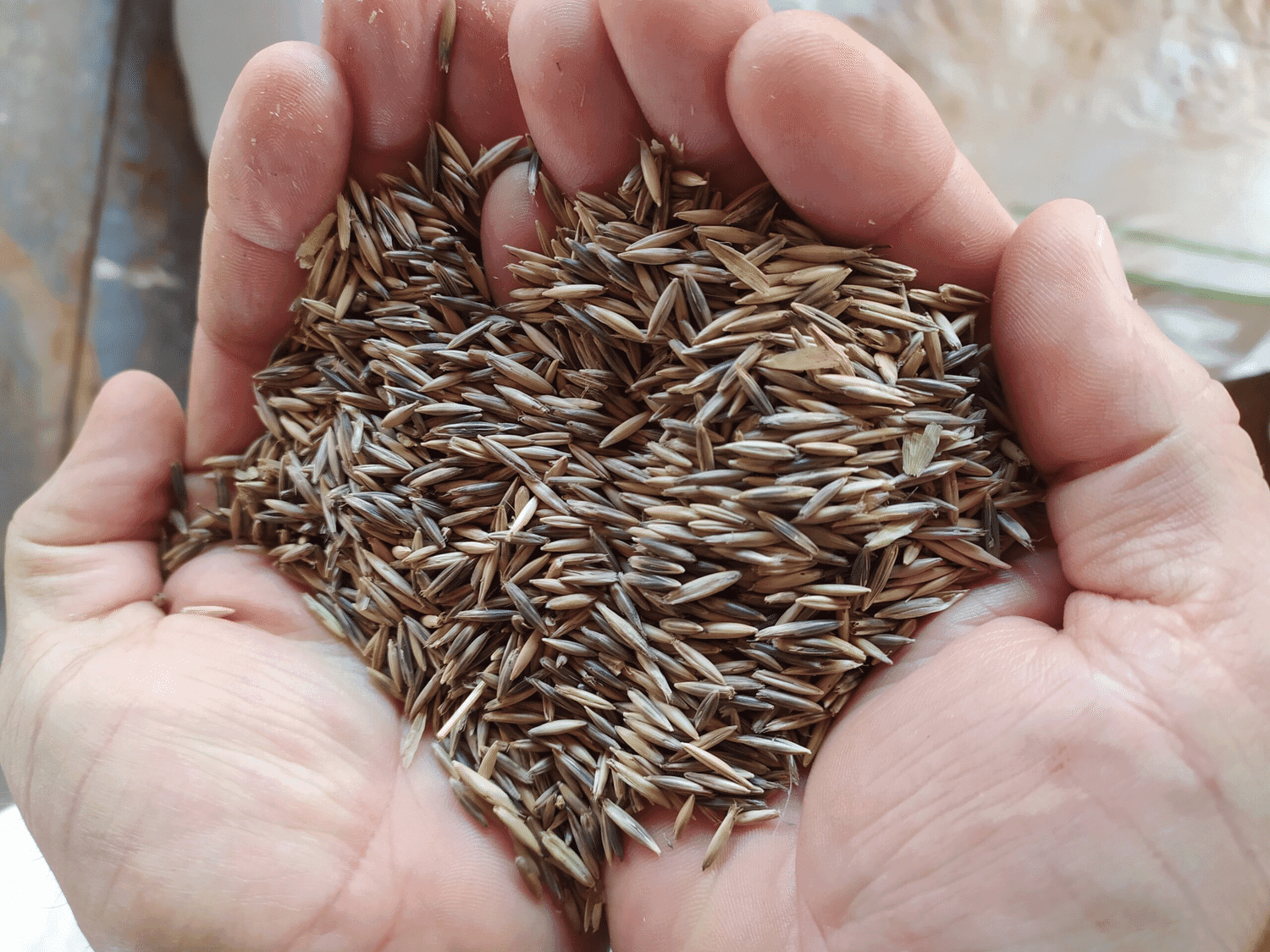 Secretaria da Agricultura de Rodeio Bonito inicia entrega de sementes a produtores cadastrados