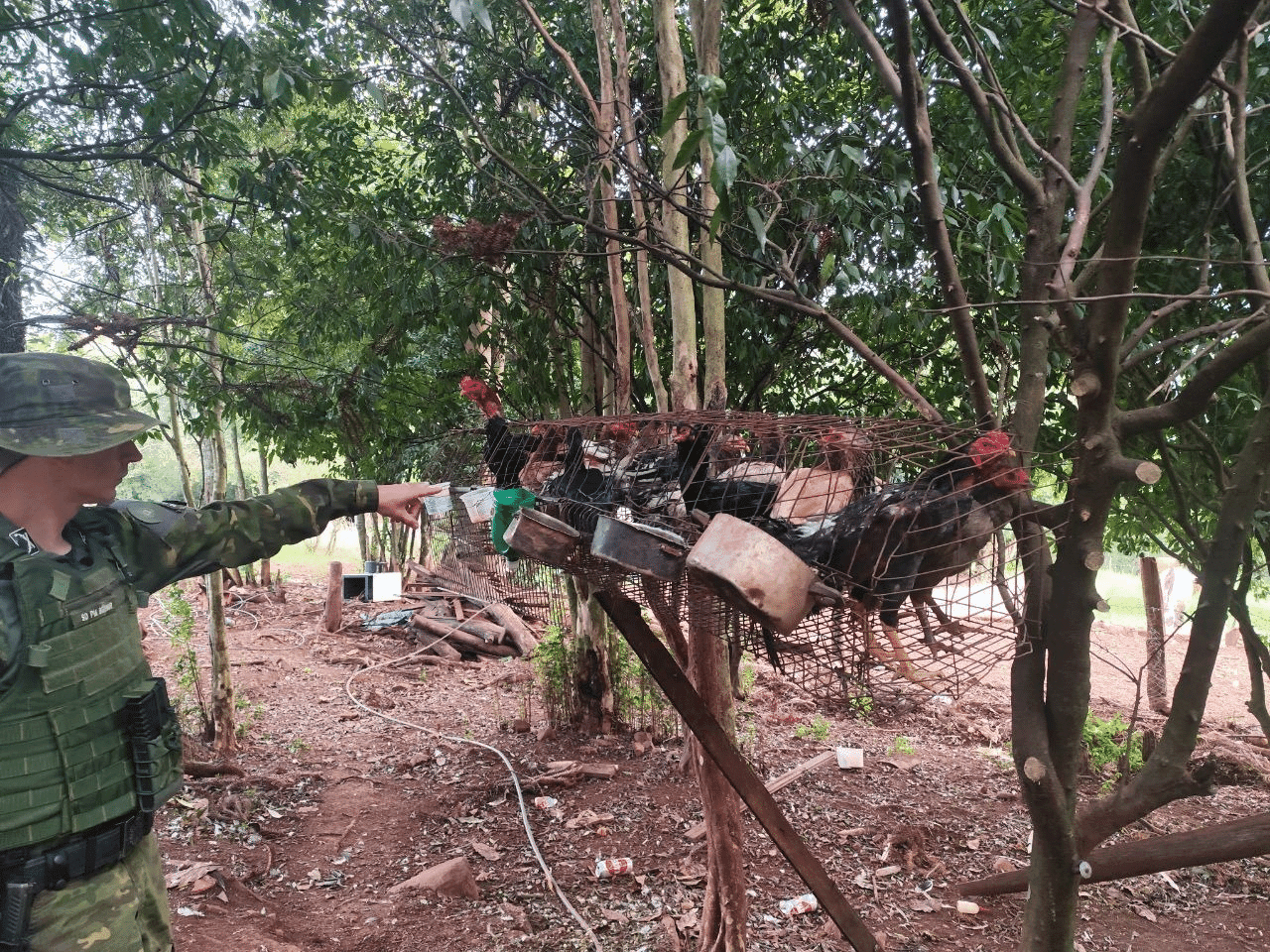 Operação identifica maus-tratos a animais e resulta na apreensão de armas em Trindade do Sul