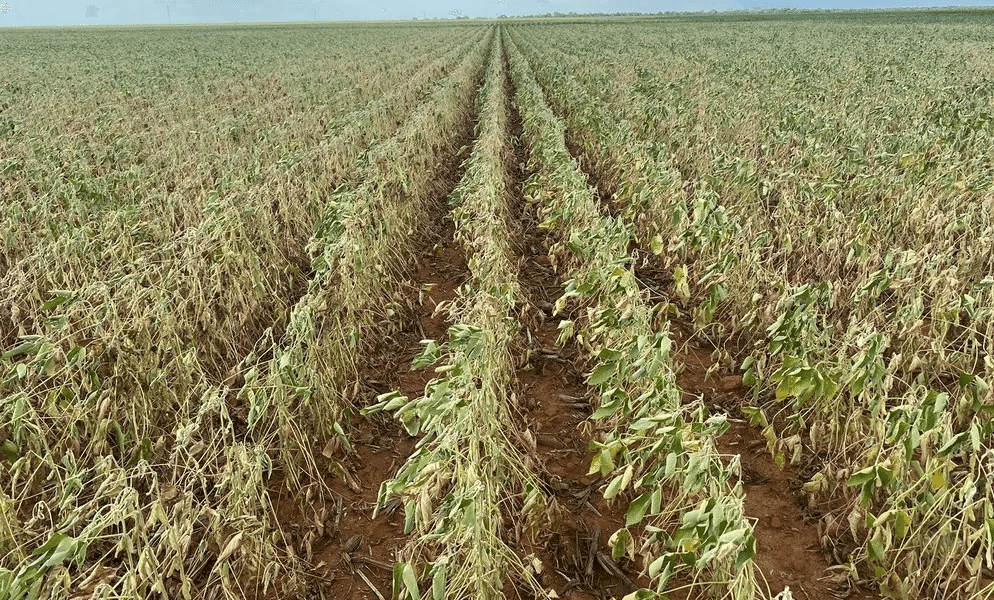 Quebras na soja de até 80%: produtores do RS relatam lavouras perdidas
