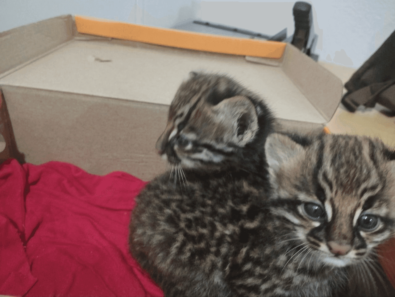 Batalhão Ambiental resgata filhotes de jaguatirica em Seberi