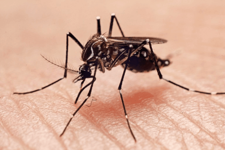 Casos e mortes por dengue no RS caem 97% 