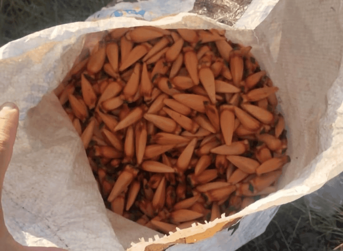 Batalhão Ambiental apreende 63 quilos de pinhão durante período de defeso