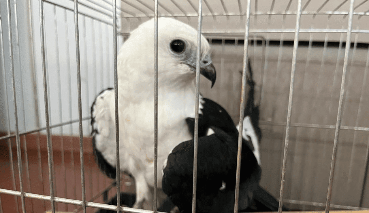 Batalhão Ambiental resgata dois gaviões-tesoura em Erechim