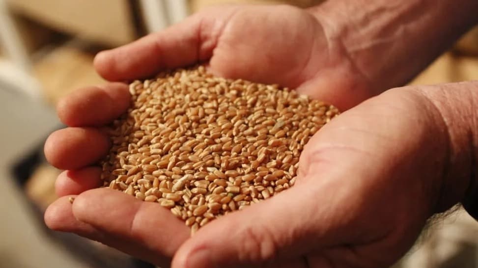 Secretaria da Agricultura abre inscrições para distribuição de sementes em Rodeio Bonito
