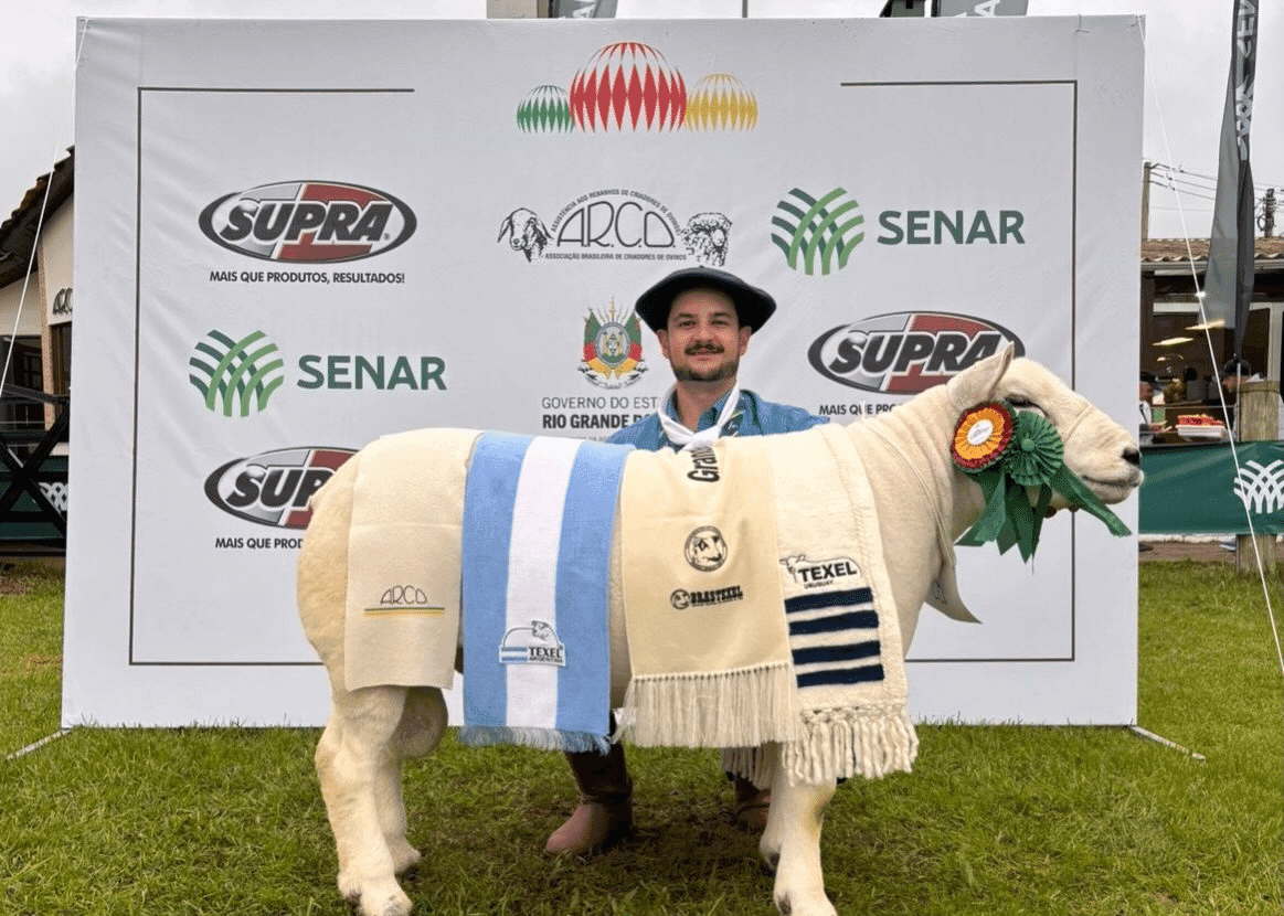Boa Vista das Missões se destaca na Expointer com Grande Campeão Texel da Cabanha Bonfanti