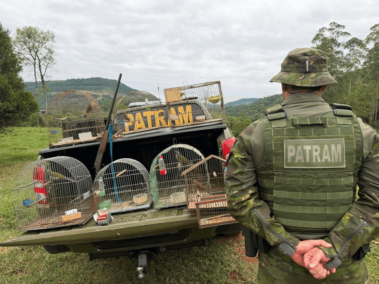 Batalhão de Polícia Ambiental resgata aves silvestres e apreende arma de fogo em  Pinheirinho do Vale
